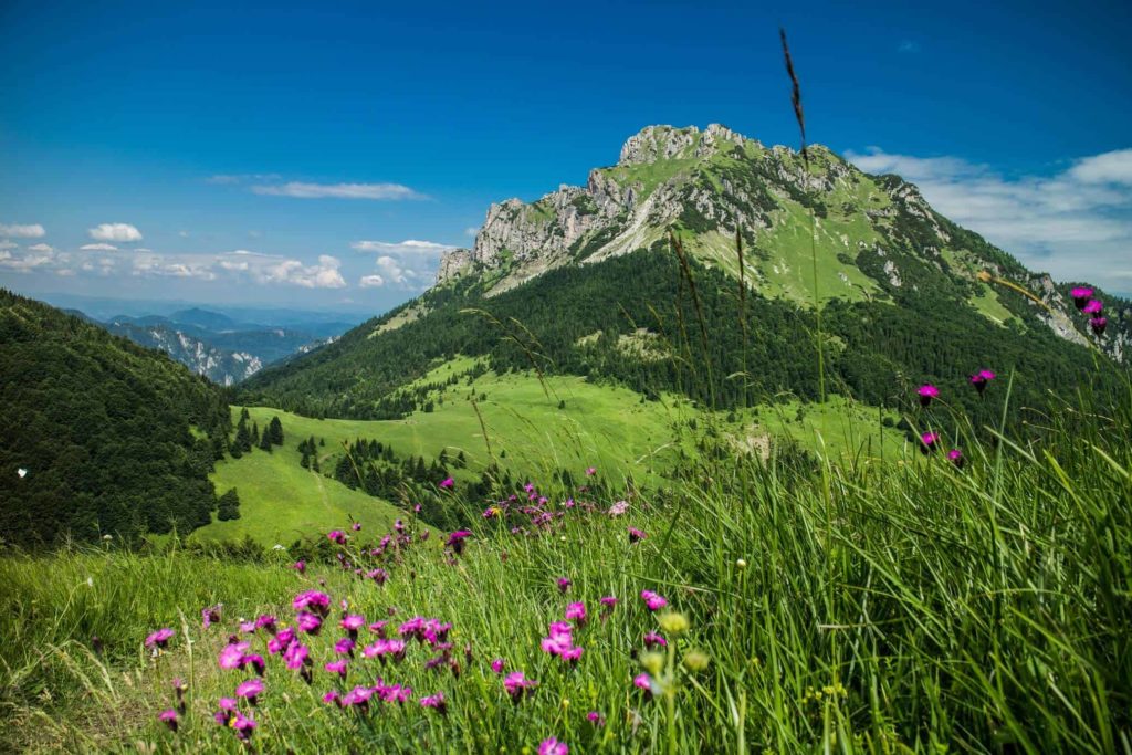 velky rozsutec with flowers in mala fatra mountains
